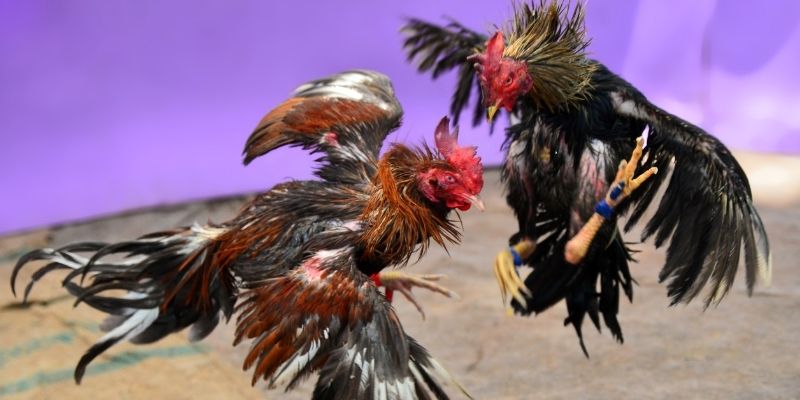 w88 vt KM Game Bài 3d