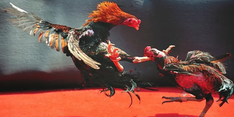 w88 vt bắn cá h5 chơi ngay