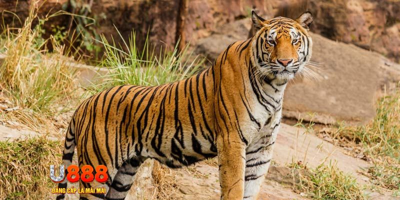 w88 vt game nổ hủ máy bay