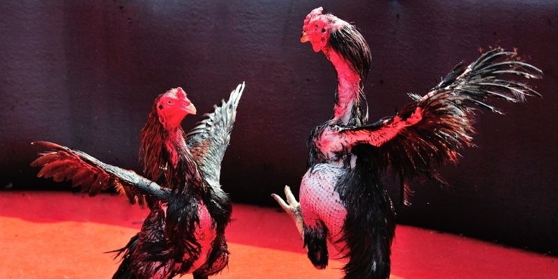 w88 vt thị trường baccarat là gì