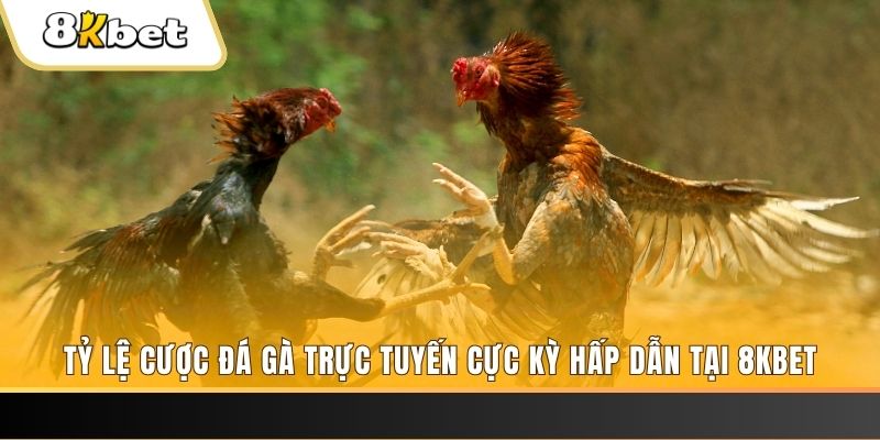 w88 vt c1 gà chọi