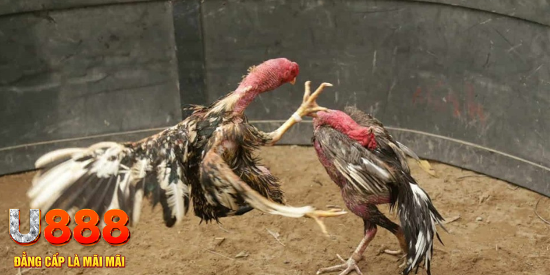 w88 vt đăng nhập tiến lên miền nam số 1